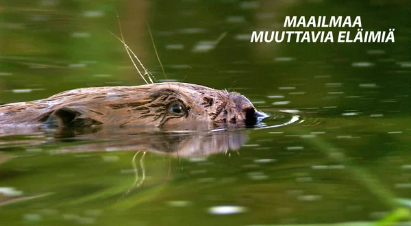 Maailmaa muuttavia eläimiä