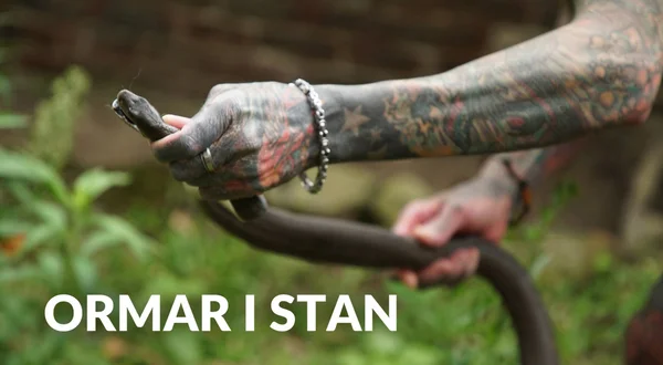 Ormar i stan