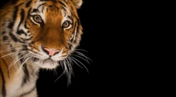 Amur Tiger: Secret Kingdom