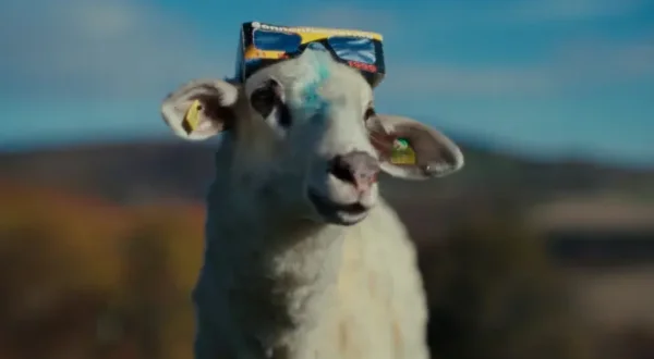 Sheep