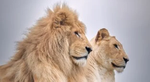 One Zoo Three: Parejas perfectas
