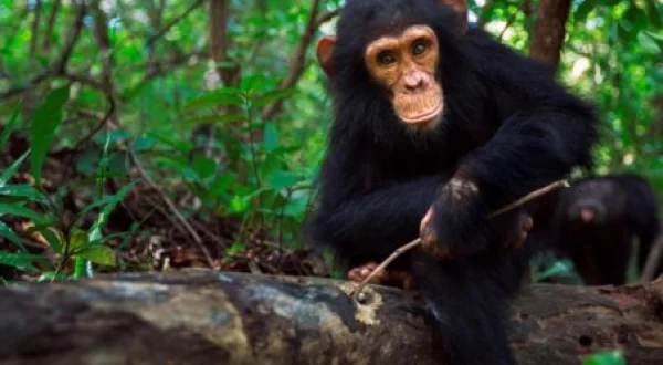 Animais: A Inteligência das Massas