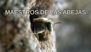 Maestros de las abejas