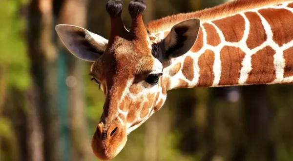 Zoo