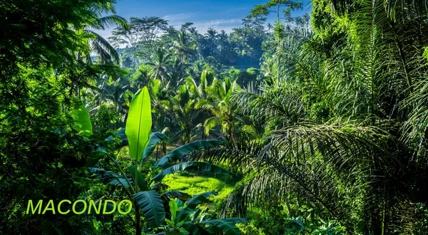 Macondo