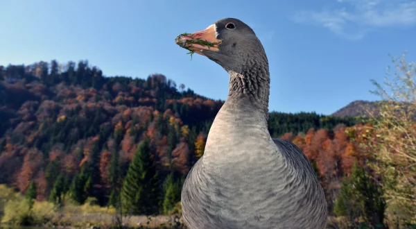 Das Almtal - Mächtige Berge, klares Wasser und faszinierende Wildtiere