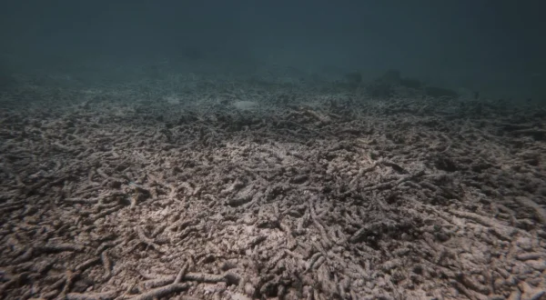 Reefs of Hope – Die Korallenretter