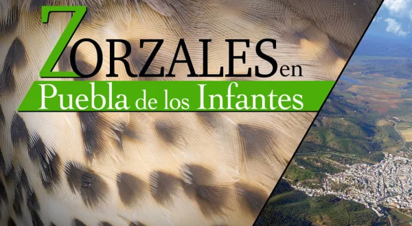 Zorzales en la Puebla de los Infantes
