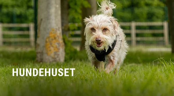 Hundehuset