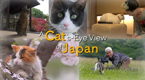 A Cat's-Eye View of Japan
