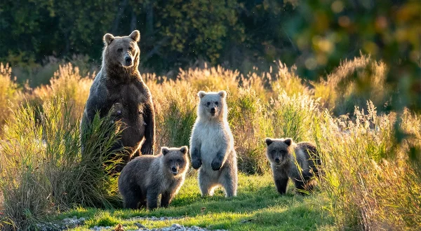 100 Days Wild – Das Survival-Abenteuer