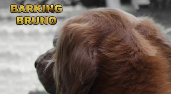 Barking Bruno