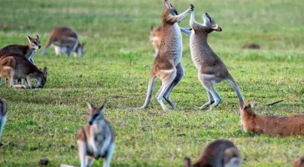 SOS faune sauvage : Australie