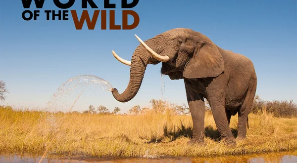 World of the Wild