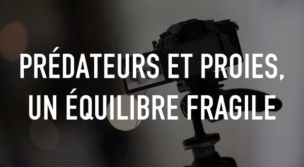 Prédateurs et proies, un équilibre fragile