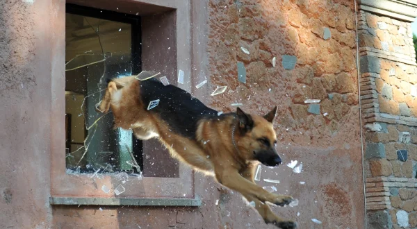 Rex, chien flic