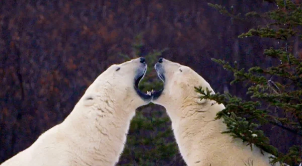 Arctic Secrets