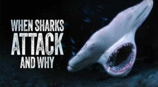 When Sharks Attack... And Why