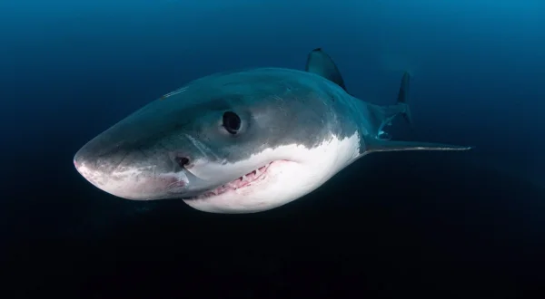 Καρχαρίες Τέρατα στον Επικίνδυνο Υφαλο | Megasharks of Dangerous Reef
