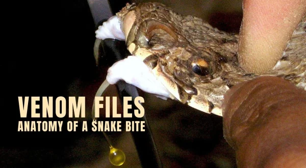 Venom Files - Anatomy of a Snake Bite