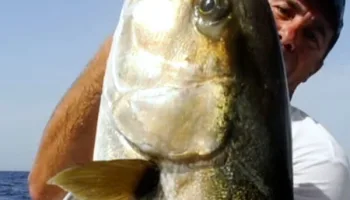 You pesca 2
