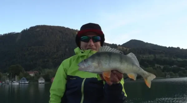 Feeding Frenzy - Raubende Barsche an der Wasseroberfläche