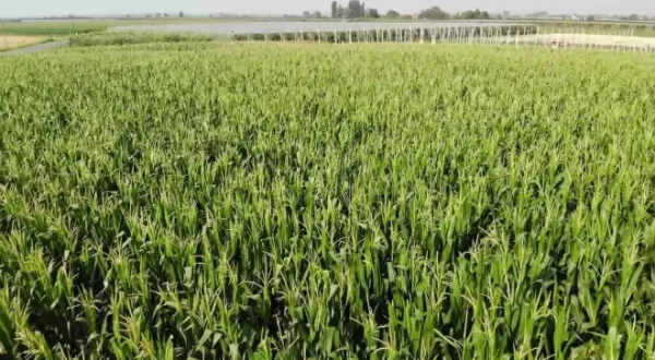 TG Agricoltura