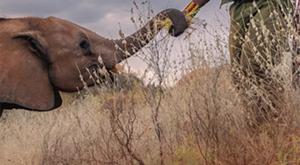 Olifant Worden: de Wezen van Reteti
