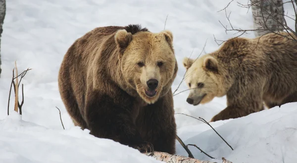 Winter of the Bear