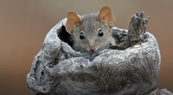 Mini-Monster - Australiens flauschige Räuber