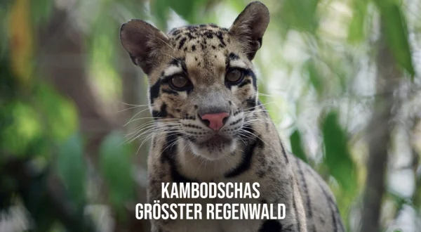 Kambodschas größter Regenwald