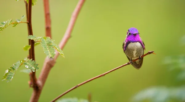 Die Farben der Tierwelt