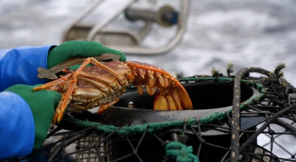 Hummerfiskerne fra Australien