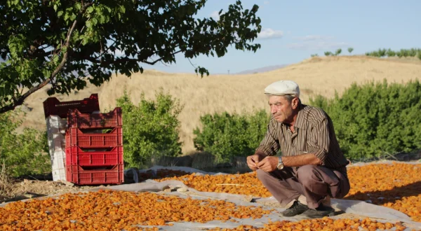 Anatolien, das Land, in dem die Aprikosen blühen