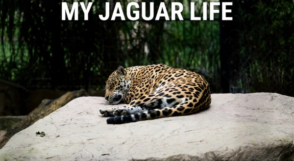 My Jaguar Life
