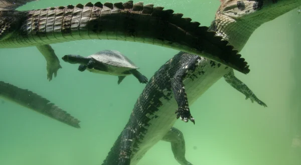 Der Schwarze Kaiman: Die Legende des Amazonas