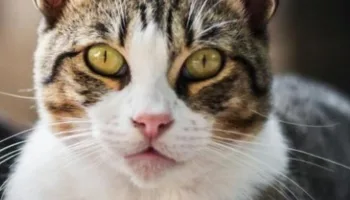 Conoce más a tu gato
