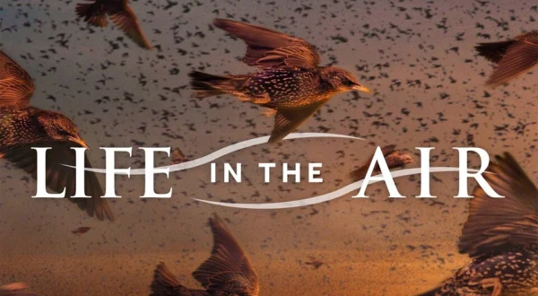 Life in the Air