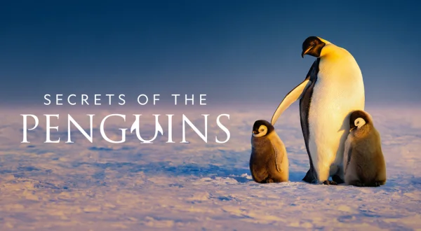 Secrets of the Penguins