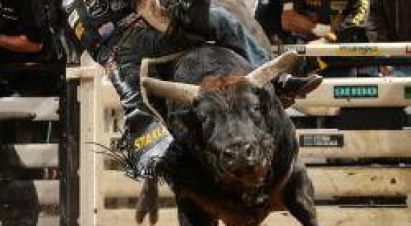 Probull Riders