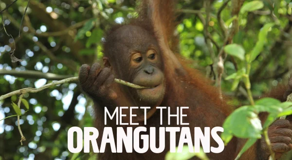 Meet The Orangutans