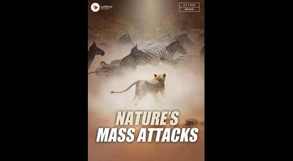 動物 驚異の集団パワー：生存のための大移動(二)