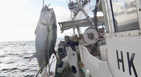 洋上の激闘！巨大マグロ戦争２０２５