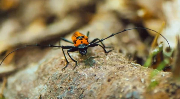 Japan's Wild Side