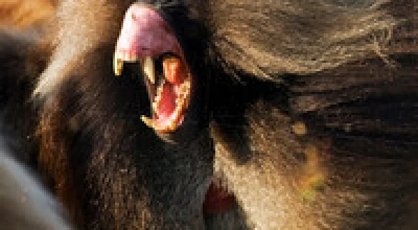 Battle of the Alphas
