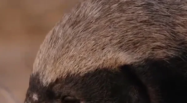 The Incredible Honey Badger