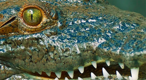 Everglades - Stagioni Selvagge