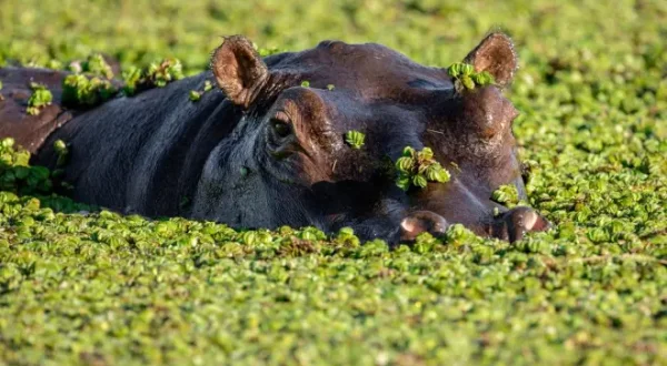 Les îles, laboratoires de la nature