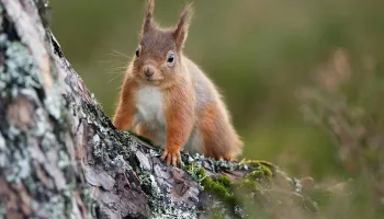 Natura Europa