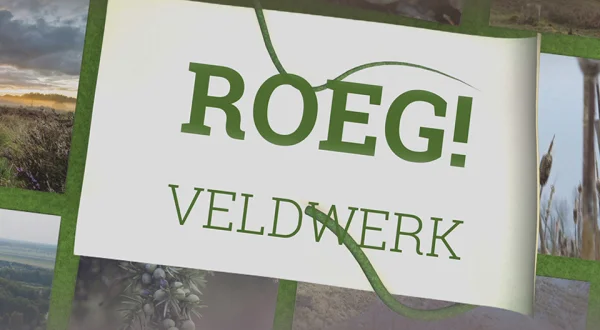 Veldwerk
